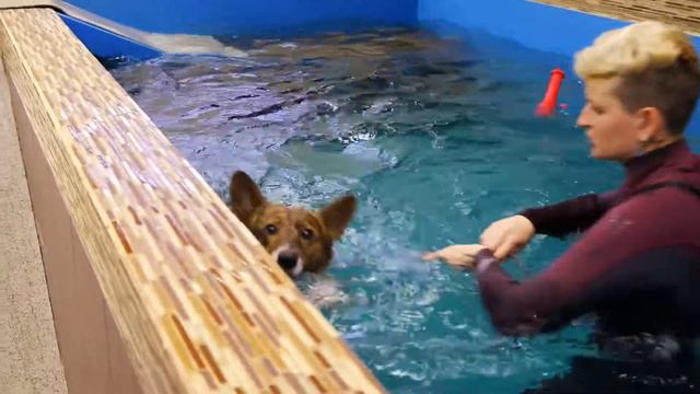 Так плавают настоящие медведи! смотреть онлайн