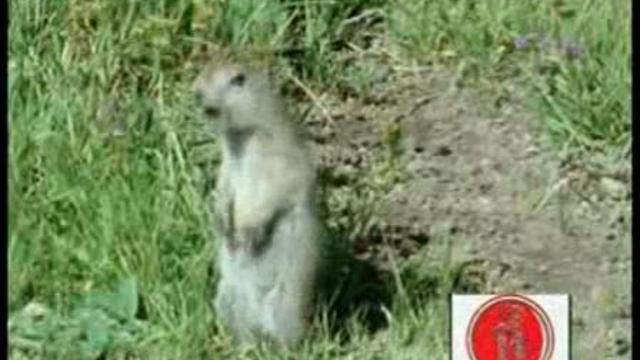 Нарезка смешных озвучек  