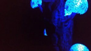 7 Lighted mushrooms with blue light