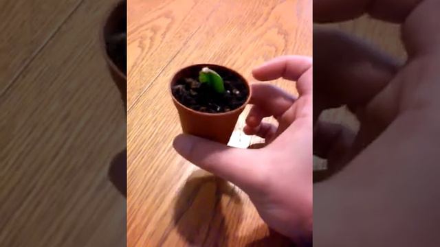Seguimiento del esqueje del cactus de navidad. смотреть онлайн