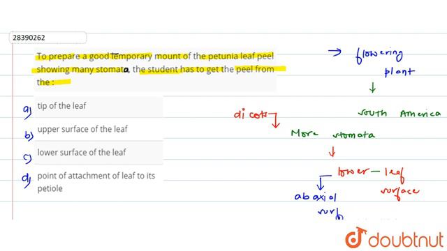 To prepare a good lemporary mount of the petunia leaf peel showing many stomate the student ha