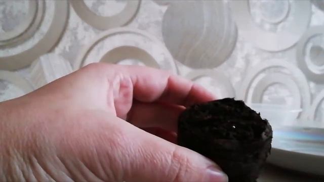 Петуния взошла, но плохо. Высеваю повторно. смотреть онлайн