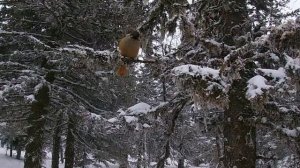 Большой Иремель восхождение зимой.