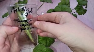 УКОРЕНЯЮ черенки ГЕРАНИ так и корни лезут щеткой уже через 7 дней
