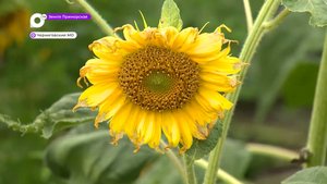Земля Приморская / Зацвели подсолнухи / 14.08.23