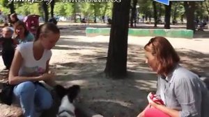 Развитие папильона. Чем заняться с собакой дома и на улице. Умственные нагрузки для собак.