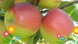 Яблоня. Краткий обзор, описание характеристик, где купить саженцы malus domestica Благовест