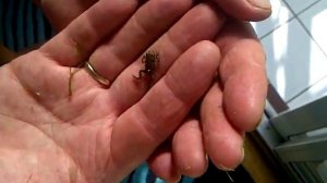 The World's Smallest Baby Frog