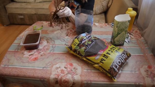 Как сохранить саженец гортензии метельчатой до высадки в грунт смотреть онлайн