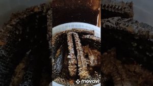 20.10.22г  "Ферма" восковой моли . ПЖВМ , Огнёвка