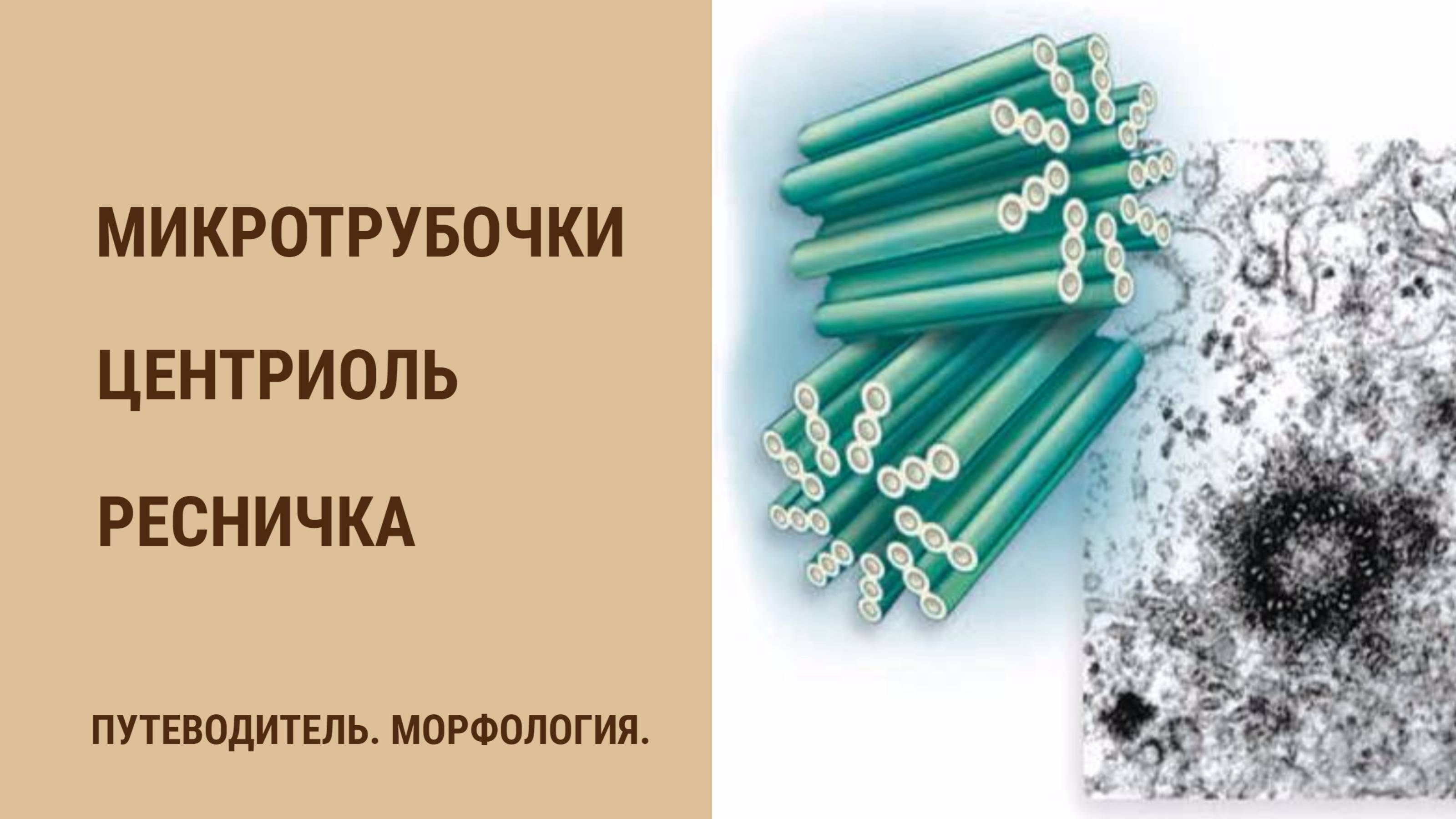 Микротрубочки. Центриоль. Реснички.