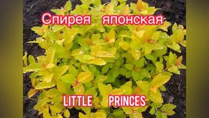 Альпийская горка своими руками? Солнечная в любую погоду ☀️☀️☀️ Обзор растений???