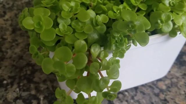Como cuidar do Sedum makinoi🌵 смотреть онлайн