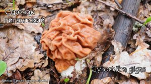 Строчок гигантский и его двойники | Gyromitra gigas