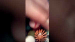 Все мои попрыгунчики