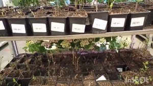 Ассортимент клематисов Тимирязевского питомника в садовом центре Дарвин.