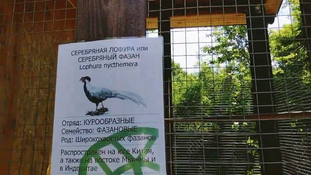 #бирюлево #дендропарк#летовпарке #тополяцветут #жасмин детский зоопарк в Бирюлево 🦃🦉🦢🦆🐓🐔