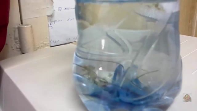 Волосатик или конский волос червь паразит смотреть онлайн