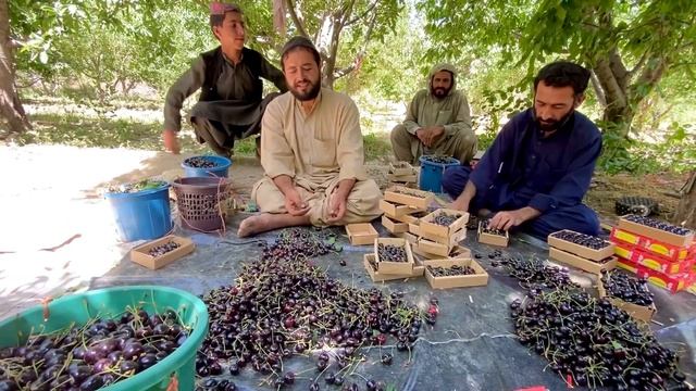 Cherry | cherry fruit | cherry garden | Cherry drafting | cherry in pakistan | Pakistani fruits смотреть онлайн