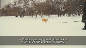 Про содержание сиба-ину