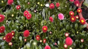 Маргаритка, лучшие сорта.  Семена с гибридов, что на выходе?