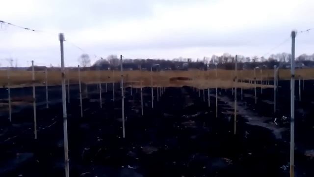 схемы посадки винограда смотреть онлайн