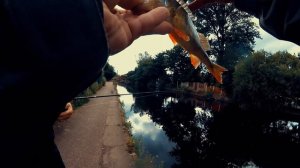 Salford quays lure fishing predator urban perch pike