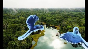 цирк только с птицами голубые ары арас Пикс с попугаями и гиацинтовая ара голубчик жемчужинка