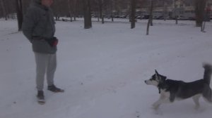 Кирилл и хаски Фрея. Занятие по дрессировке (начальное послушание): обучение собаки команде Ко мне.