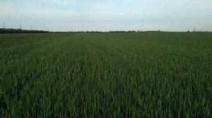Работаем по пшенице от болезней, вредителей и вносим карбамид.