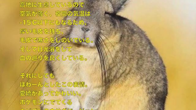 動物 癒し トロ～ンがすぎる！いつも眠そうな表情が魅力の「ビスカッチャ」