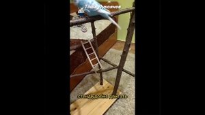 Волнистый попугайчик. Игровой стенд для волнистого попугайчика своими руками.