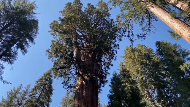 General Sherman tree смотреть онлайн