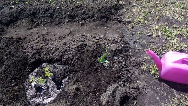 Высаживаю РАССАДУ ПОМИДОР которые выбросить жалко под ВЁДРА. "РОЗОВЫЙ МЕД" ДАЧНИК" " смотреть онлайн