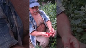 красная смородина Святомихайловская и  Троицкая
