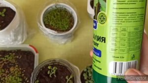 Чем подкормить рассаду пряных трав. Основные принципы.