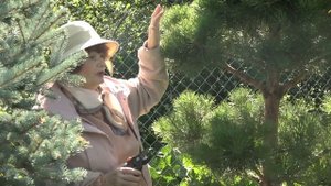 Сад в стиле Ниваки