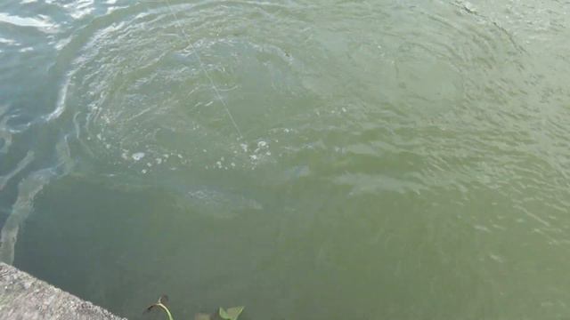 Трофейная рыбалка. Пруд TOPCATS. смотреть онлайн