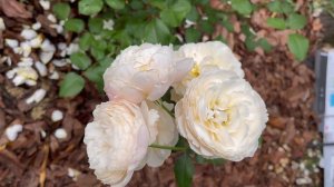 Shrub Rose - Moonlight in Paris (90% sure)