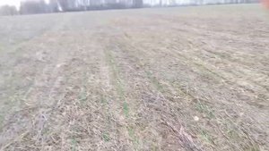 Озимая пшеница посев по сидератам 9.04.19