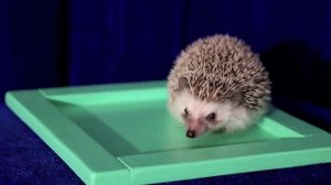 фокусы с животными для детей