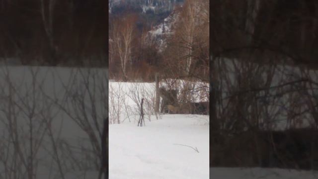 Лилит и Лира, а также сурово-величественная природа нашего края!