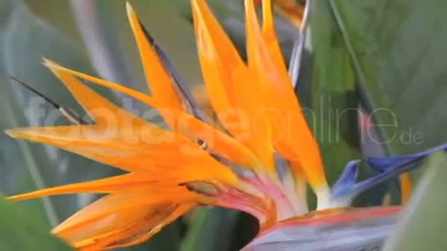 Bird of paradise flower footage