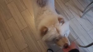 Чау Чау подаются дрессировке? Выполняем команды. Чау Чау Нала.