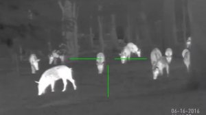 Много мяса не бывает! Тепловизионный прицел ATN MARS-HD! Geary.ru