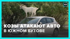 Козы нападают на машины в Южном Бутове - Москва 24
