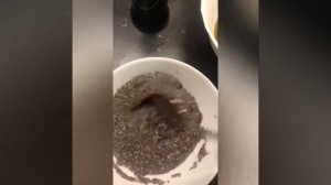 Чёрная икра из семян чиа. Веган рецепт чёрной икры. Черная икра для веганов