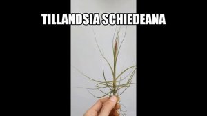 Tillandsia Schiedeana Budding Air Plant About to BLOOM | Buy Air Plants For Sale Online