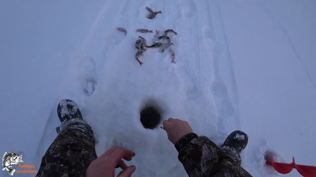 Щука на мормышку/Таёжные окуня/Рыбалка на озере