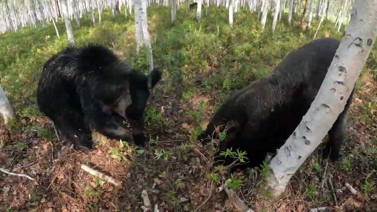 Кто бегом, кто пешком, все на речку. смотреть онлайн